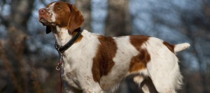 Brittany Spaniel