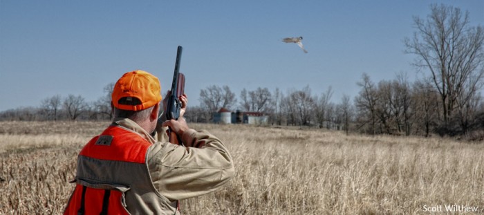 Pheasant Hunting