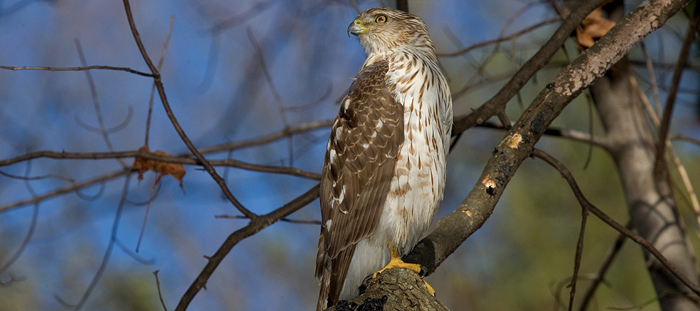 Cooper's Hawk